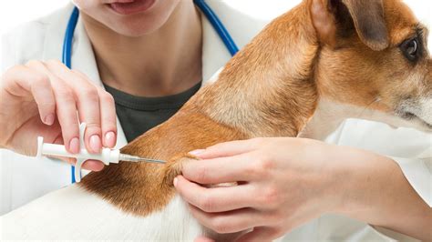 Harvester animal clinic - Visit Harvest Plaza Animal Hospital in St. Charles! Your local Animal Hospital that will care and look after your pet family member. Contact us at (636)447-7200 to set up an appointment. 